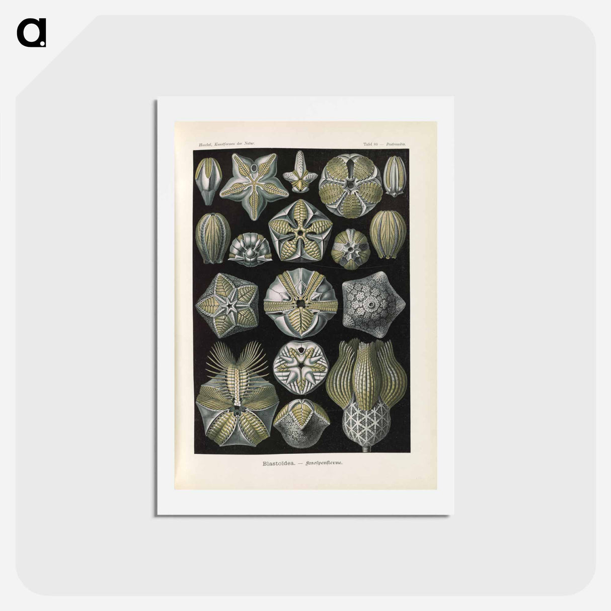 アートポストカード-Coral illustration from Kunstformen der Natur - エルンスト ヘッケル Postcard.