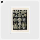 アートポストカード-Coral illustration from Kunstformen der Natur - エルンスト ヘッケル Postcard.