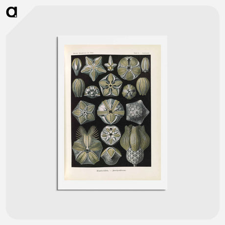 アートポストカード-Coral illustration from Kunstformen der Natur - エルンスト ヘッケル Postcard.