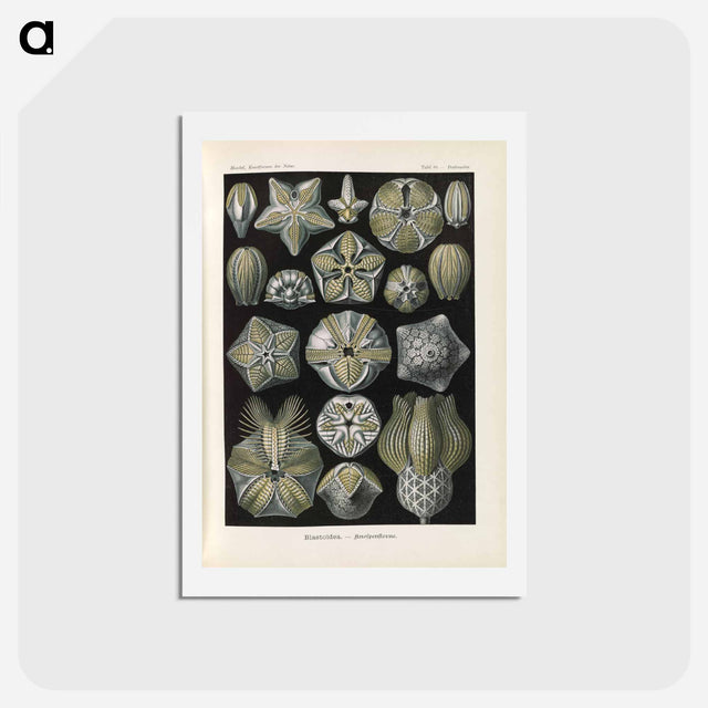 アートポストカード-Coral illustration from Kunstformen der Natur - エルンスト ヘッケル Postcard.