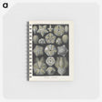3-47_Ernst-Haeckel_memo