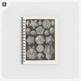 3-47_Ernst-Haeckel_memo
