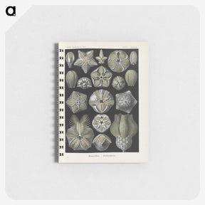 3-47_Ernst-Haeckel_memo