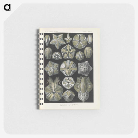 3-47_Ernst-Haeckel_memo