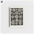 アートメモ帳-Coral illustration from Kunstformen der Natur - エルンスト ヘッケル Memo.