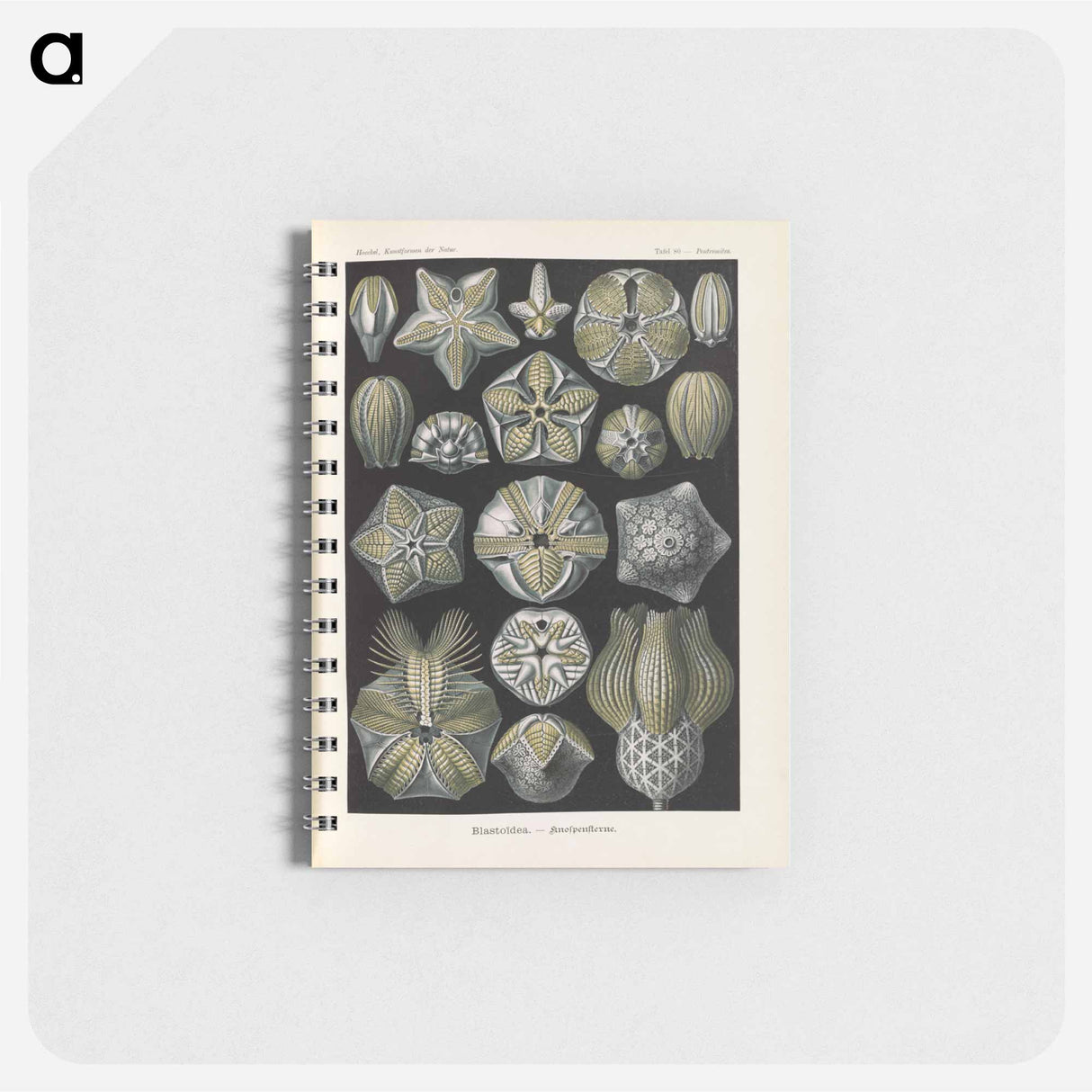 アートメモ帳-Coral illustration from Kunstformen der Natur - エルンスト ヘッケル Memo.