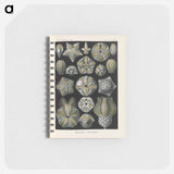 アートメモ帳-Coral illustration from Kunstformen der Natur - エルンスト ヘッケル Memo.