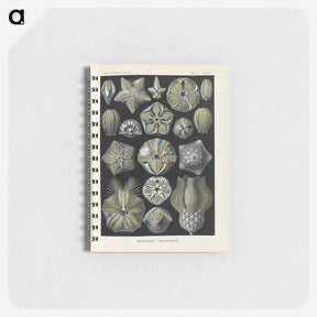 アートメモ帳-Coral illustration from Kunstformen der Natur - エルンスト ヘッケル Memo.