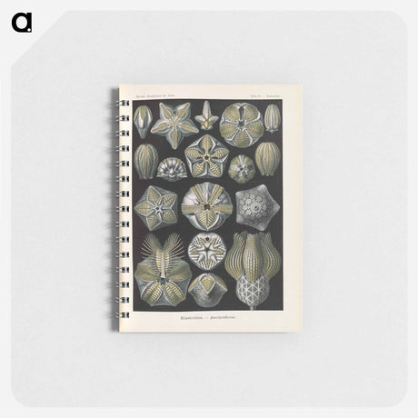 アートメモ帳-Coral illustration from Kunstformen der Natur - エルンスト ヘッケル Memo.