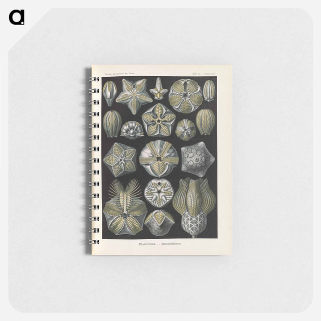 アートメモ帳-Coral illustration from Kunstformen der Natur - エルンスト ヘッケル Memo.