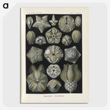 3-47_Ernst-Haeckel_picture-crop
