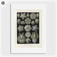 3-47_Ernst-Haeckel_picture