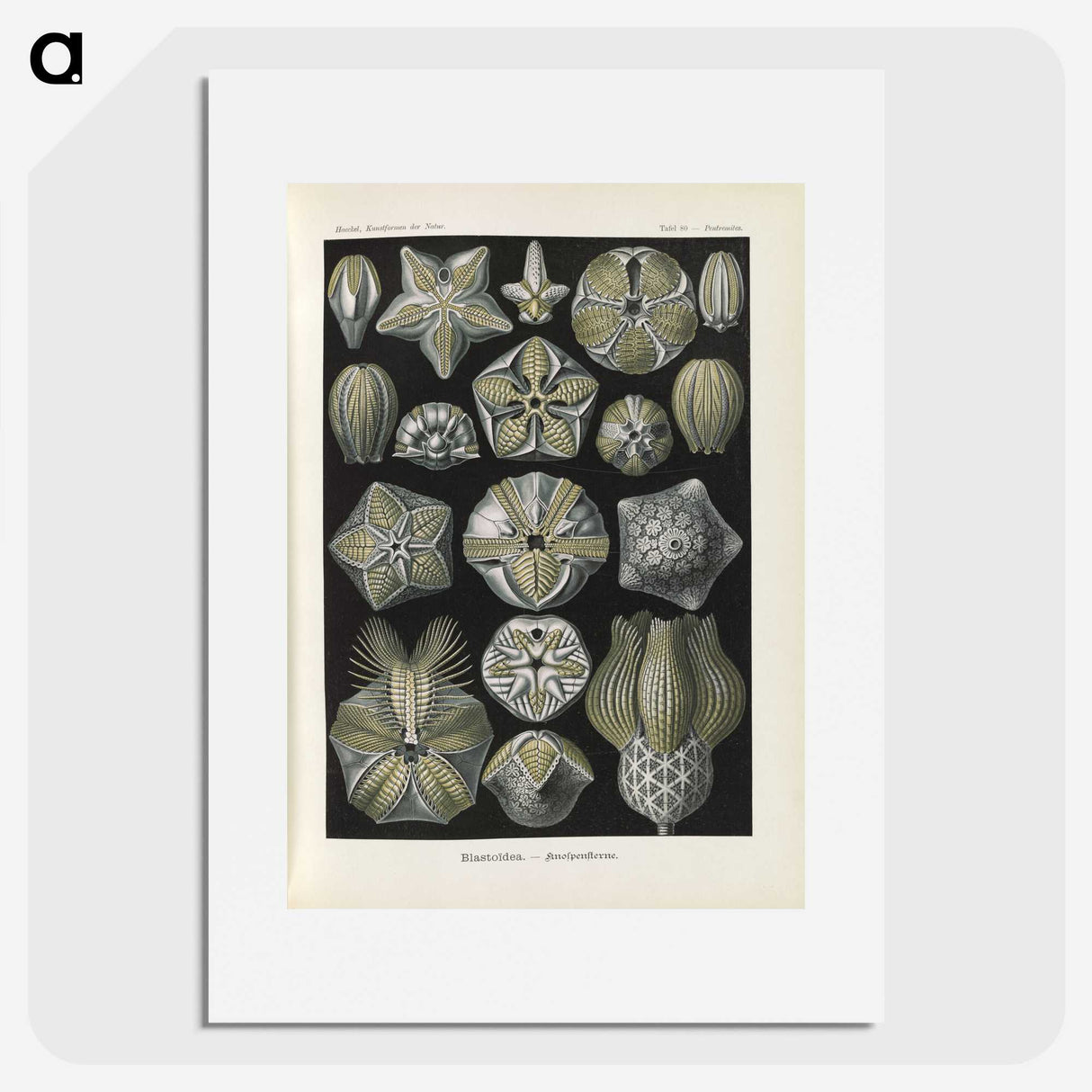 3-47_Ernst-Haeckel_picture