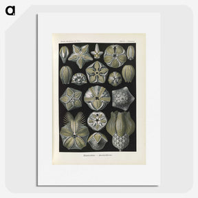 3-47_Ernst-Haeckel_picture