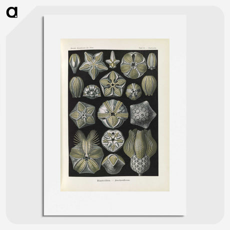 3-47_Ernst-Haeckel_picture