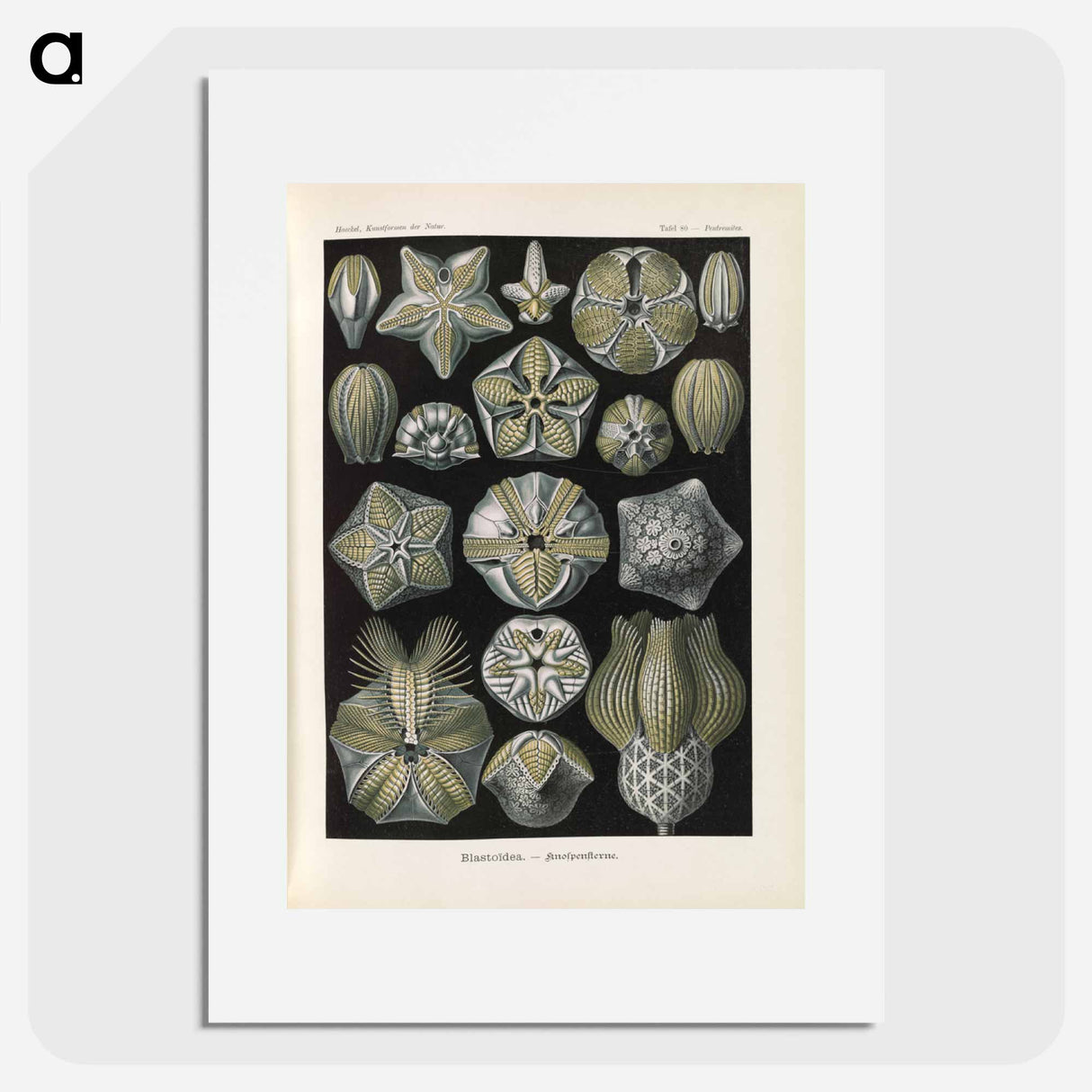 Coral illustration from Kunstformen der Natur - エルンスト ヘッケル Poster.