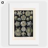 Coral illustration from Kunstformen der Natur - エルンスト ヘッケル Poster.