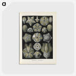3-47_Ernst-Haeckel_postcard