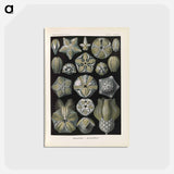 アートポストカード-Coral illustration from Kunstformen der Natur - エルンスト ヘッケル Postcard.