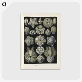 3-47_Ernst-Haeckel_postcard