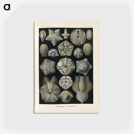 アートポストカード-Coral illustration from Kunstformen der Natur - エルンスト ヘッケル Postcard.