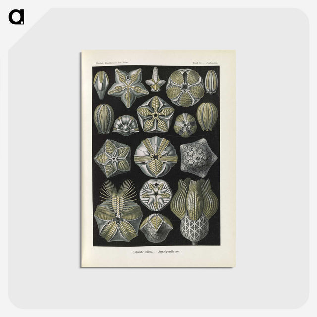 3-47_Ernst-Haeckel_postcard