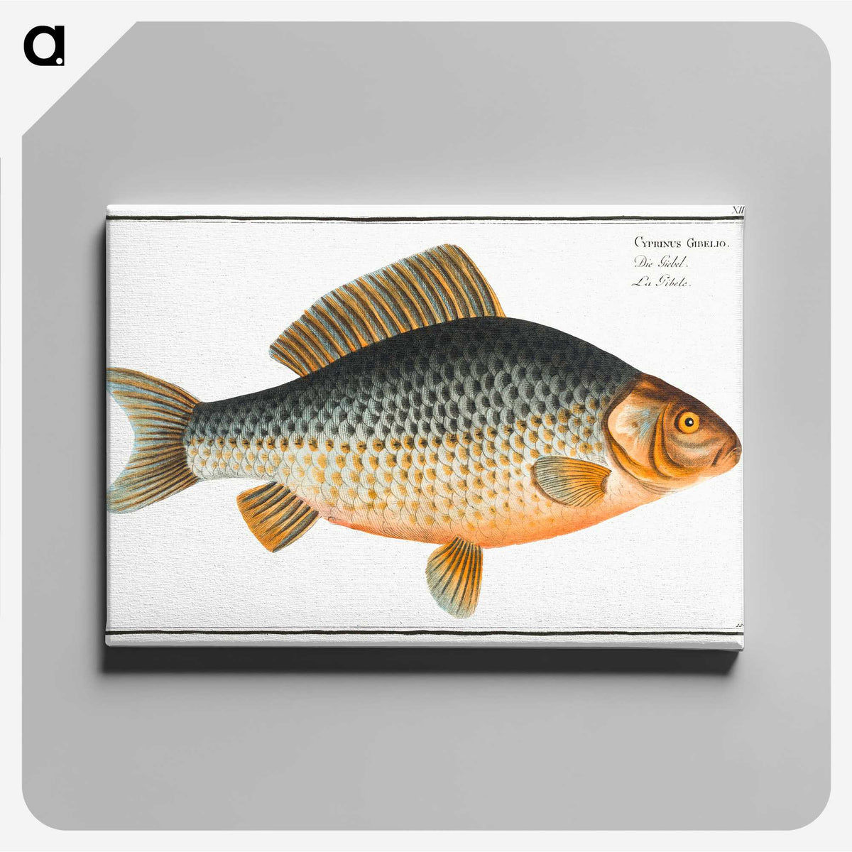 3-47_Ichtyologie-ou-Histoire-naturelle_canvas