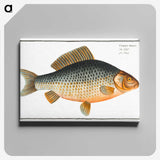 3-47_Ichtyologie-ou-Histoire-naturelle_canvas