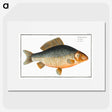 3-47_Ichtyologie-ou-Histoire-naturelle_picture