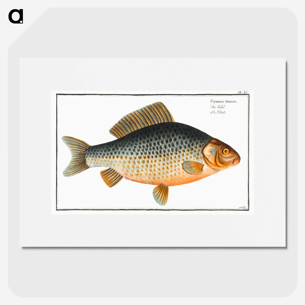 3-47_Ichtyologie-ou-Histoire-naturelle_picture