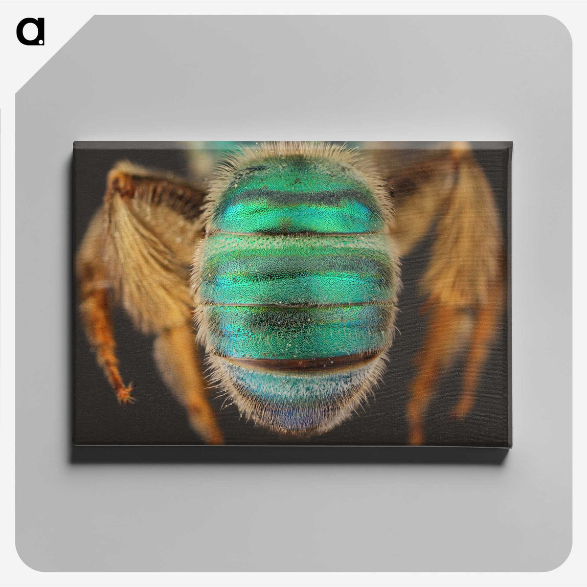 3-47_Insects-Unlocked-Project_canvas