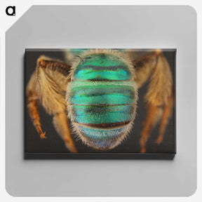 3-47_Insects-Unlocked-Project_canvas