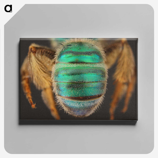 3-47_Insects-Unlocked-Project_canvas