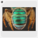 3-47_Insects-Unlocked-Project_picture-crop