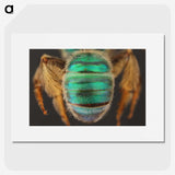 3-47_Insects-Unlocked-Project_picture