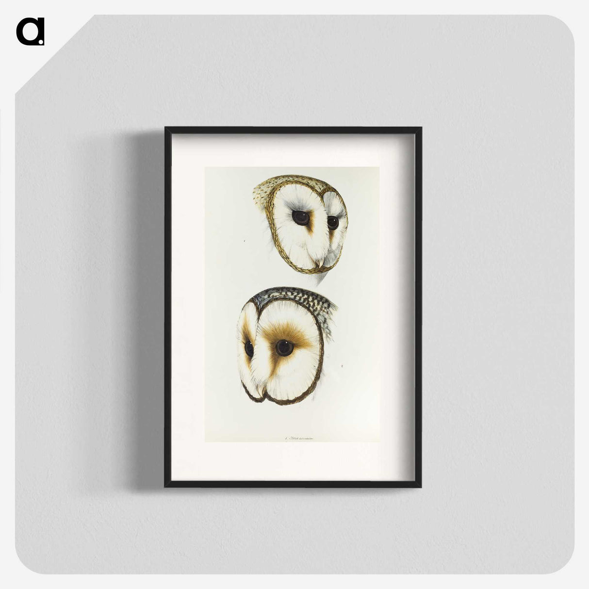 3-47_John-Gould_blk