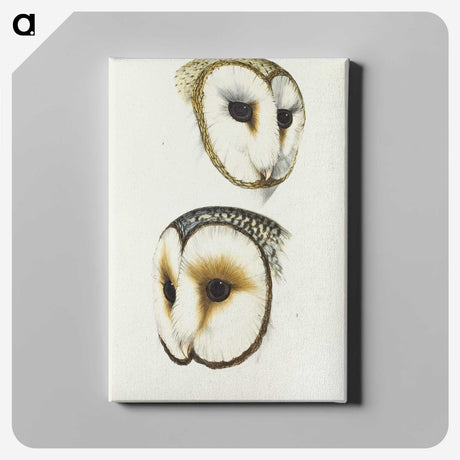 3-47_John-Gould_canvas