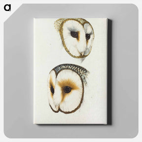 アートパネル-Delicate Owl & Ring-eyed Owl
 - ジョン グールド Canvas.