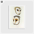 アートポストカード-Delicate Owl & Ring-eyed Owl
 - ジョン グールド Postcard.