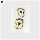 アートポストカード-Delicate Owl & Ring-eyed Owl
 - ジョン グールド Postcard.