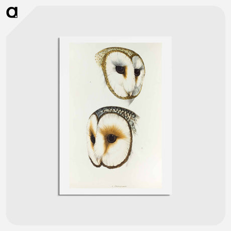 アートポストカード-Delicate Owl & Ring-eyed Owl
 - ジョン グールド Postcard.