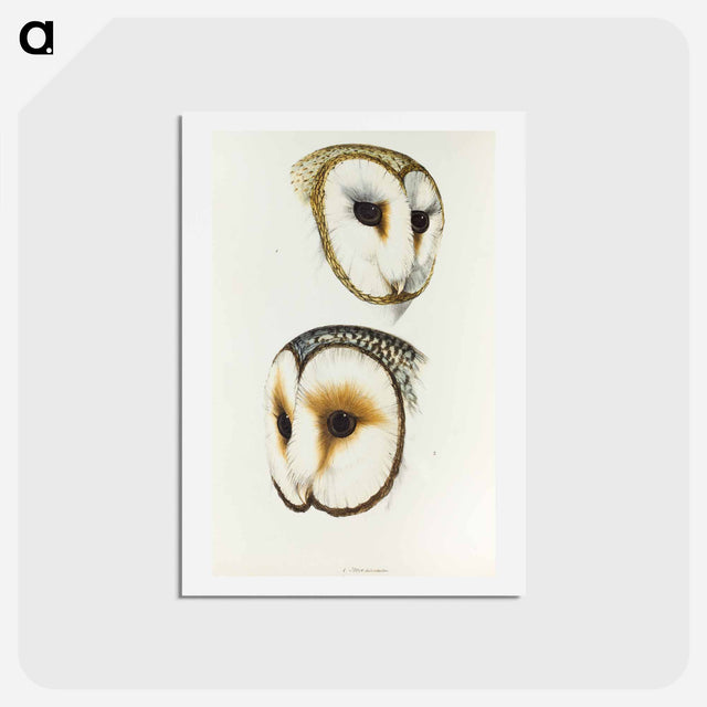 アートポストカード-Delicate Owl & Ring-eyed Owl
 - ジョン グールド Postcard.