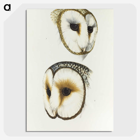 3-47_John-Gould_picture-crop
