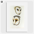 3-47_John-Gould_picture
