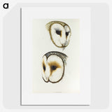 3-47_John-Gould_picture