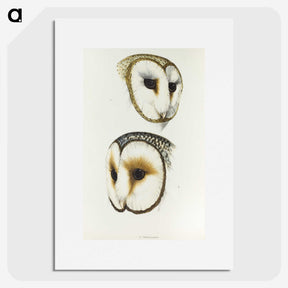 3-47_John-Gould_picture