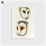 アートポストカード-Delicate Owl & Ring-eyed Owl
 - ジョン グールド Postcard.