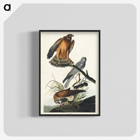 3-47_John-James-Audubon_blk-crop