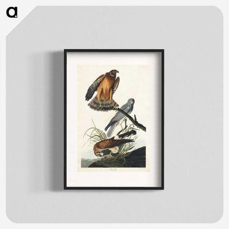 3-47_John-James-Audubon_blk