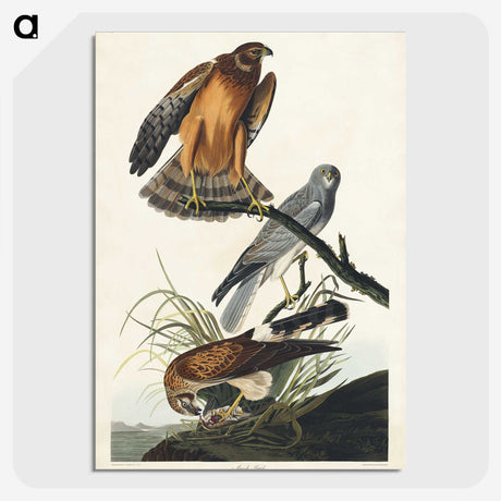 3-47_John-James-Audubon_picture-crop